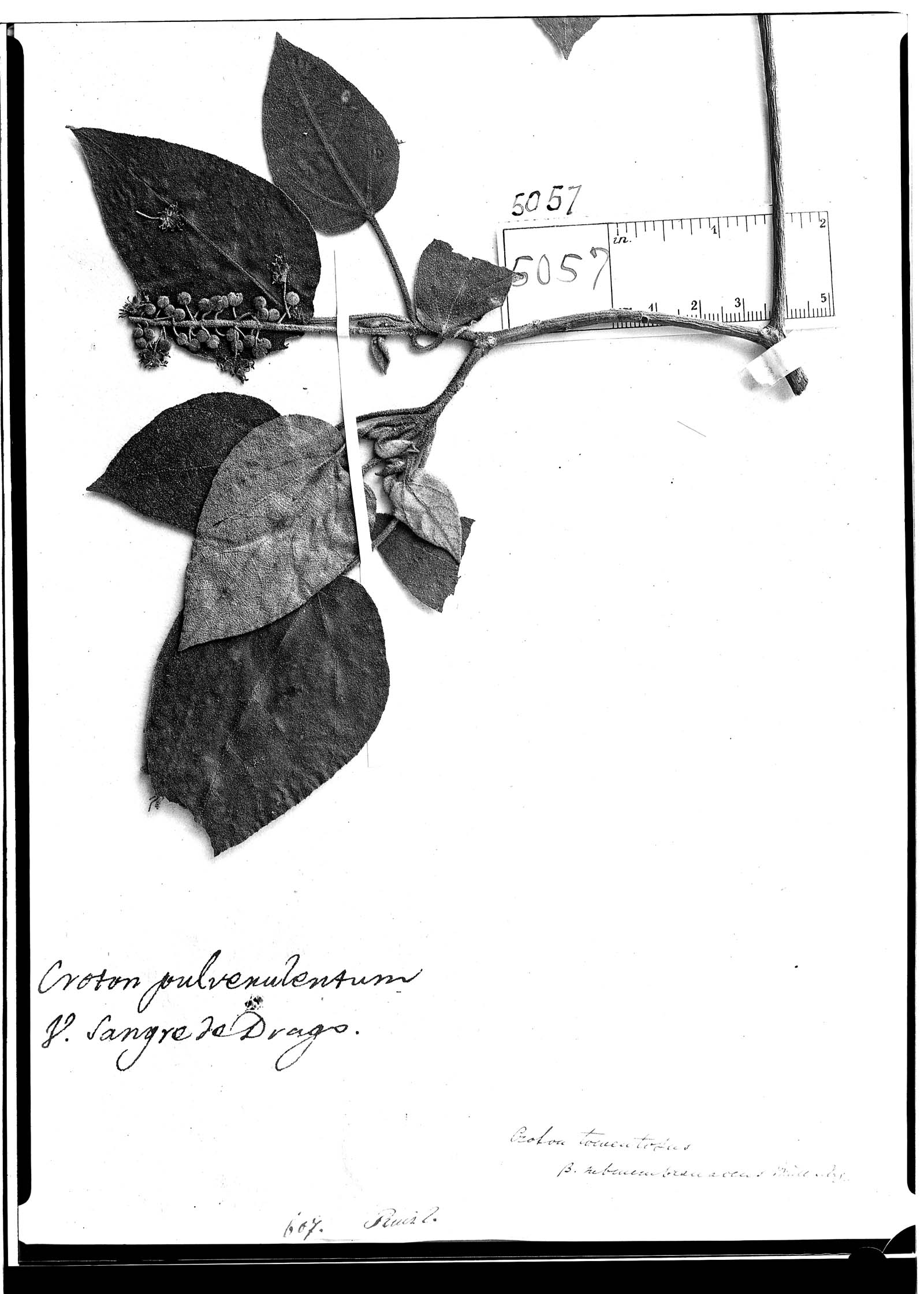 Croton quadrisetosus image