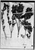 Croton buxifolius image