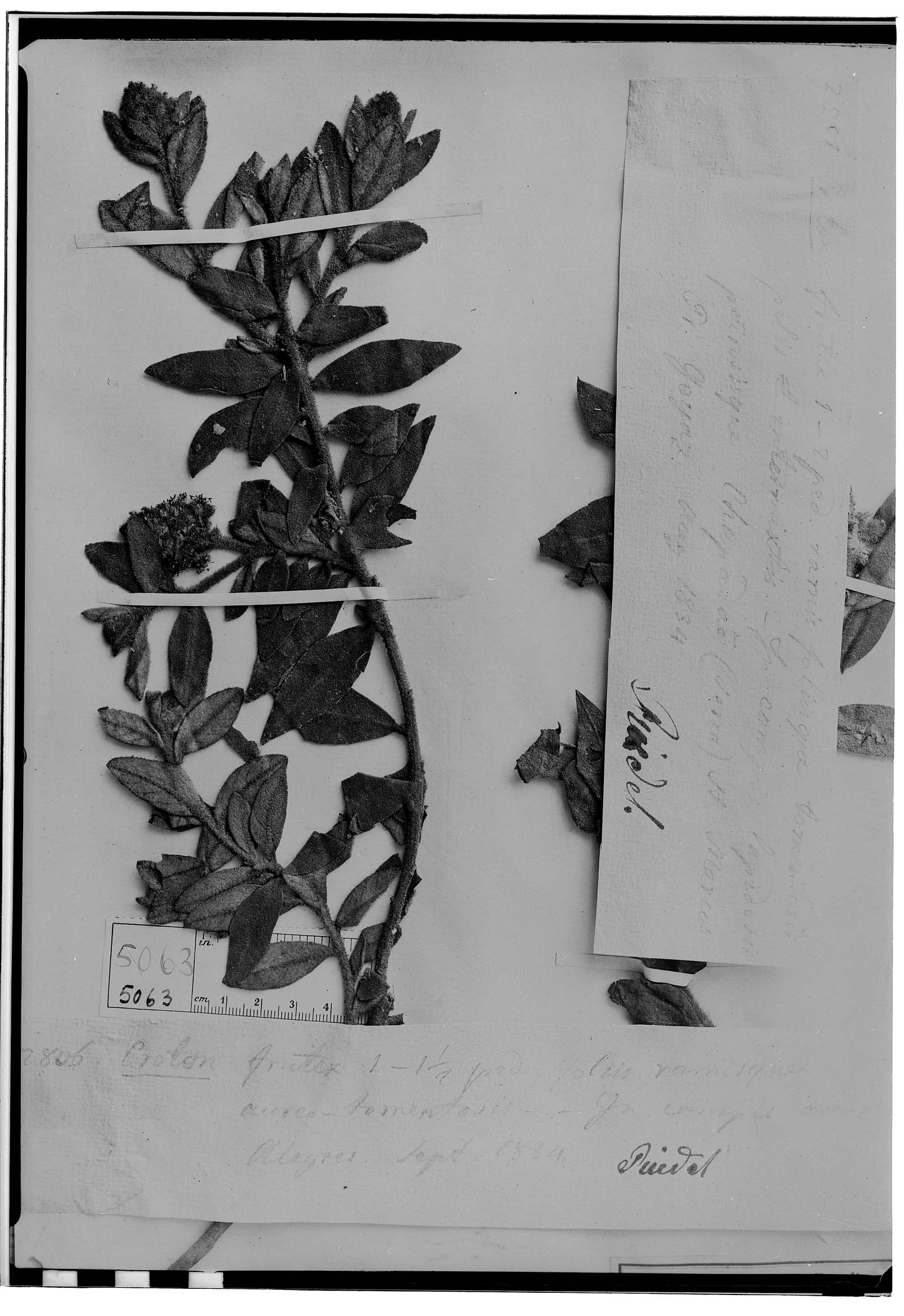 Croton calocephalus image