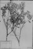 Croton chloroleucus image