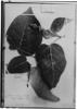 Croton coriaceus image