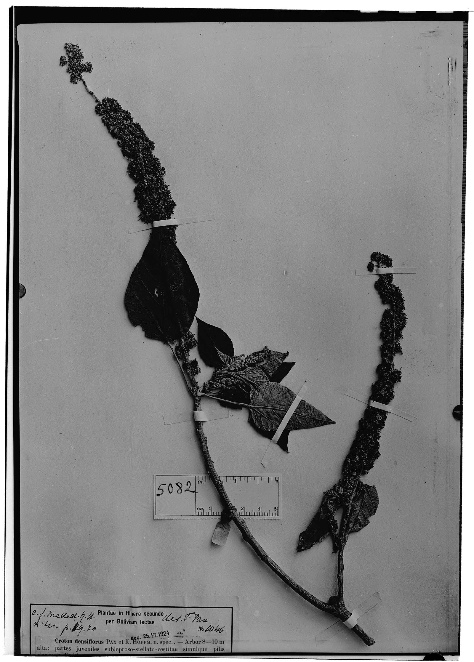 Croton densiflorus image