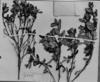Croton dichrous image