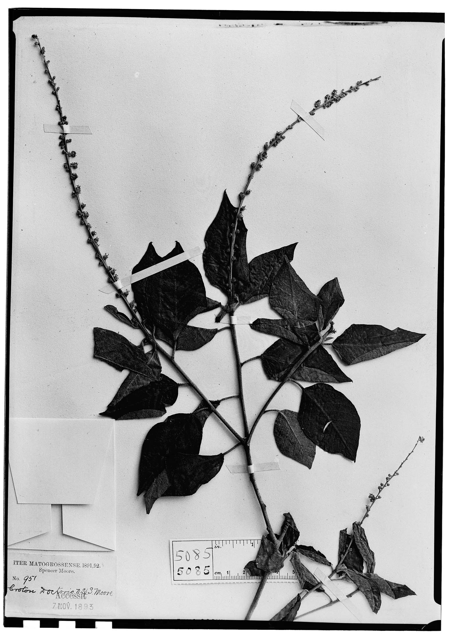 Croton doctoris image