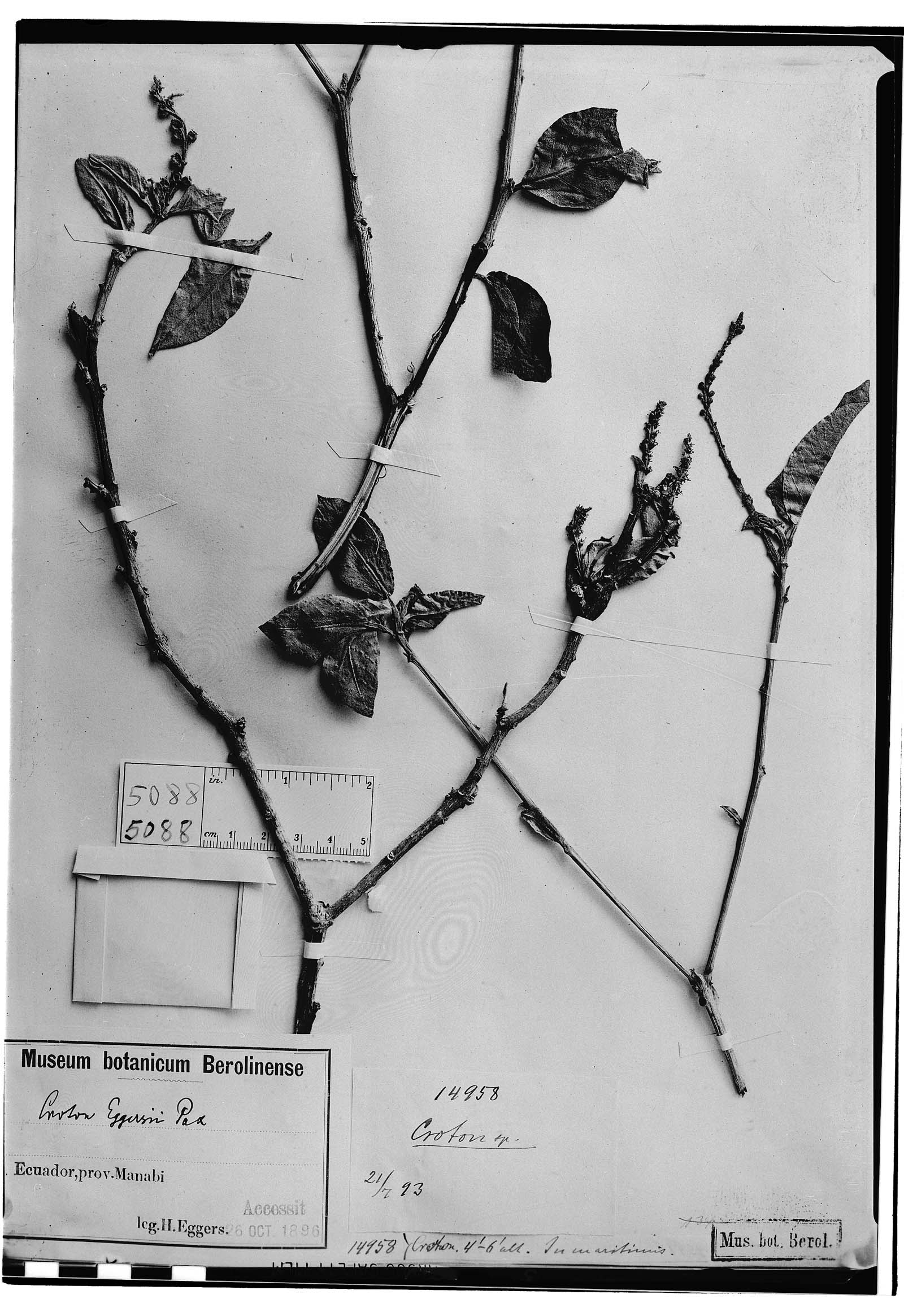 Croton eggersii image