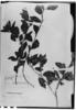 Croton fuscus image
