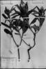 Croton serratifolius image
