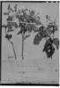 Croton goyazensis image