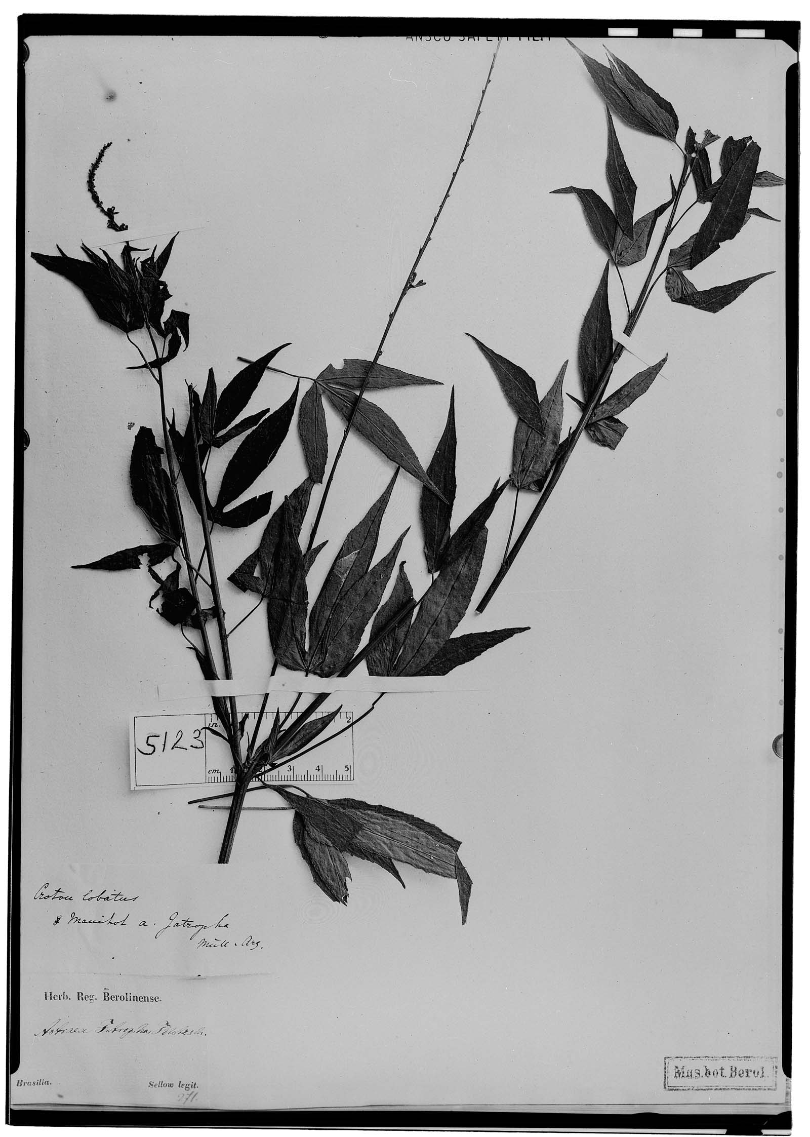 Astraea jatropha image