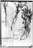 Croton leptophyllus image