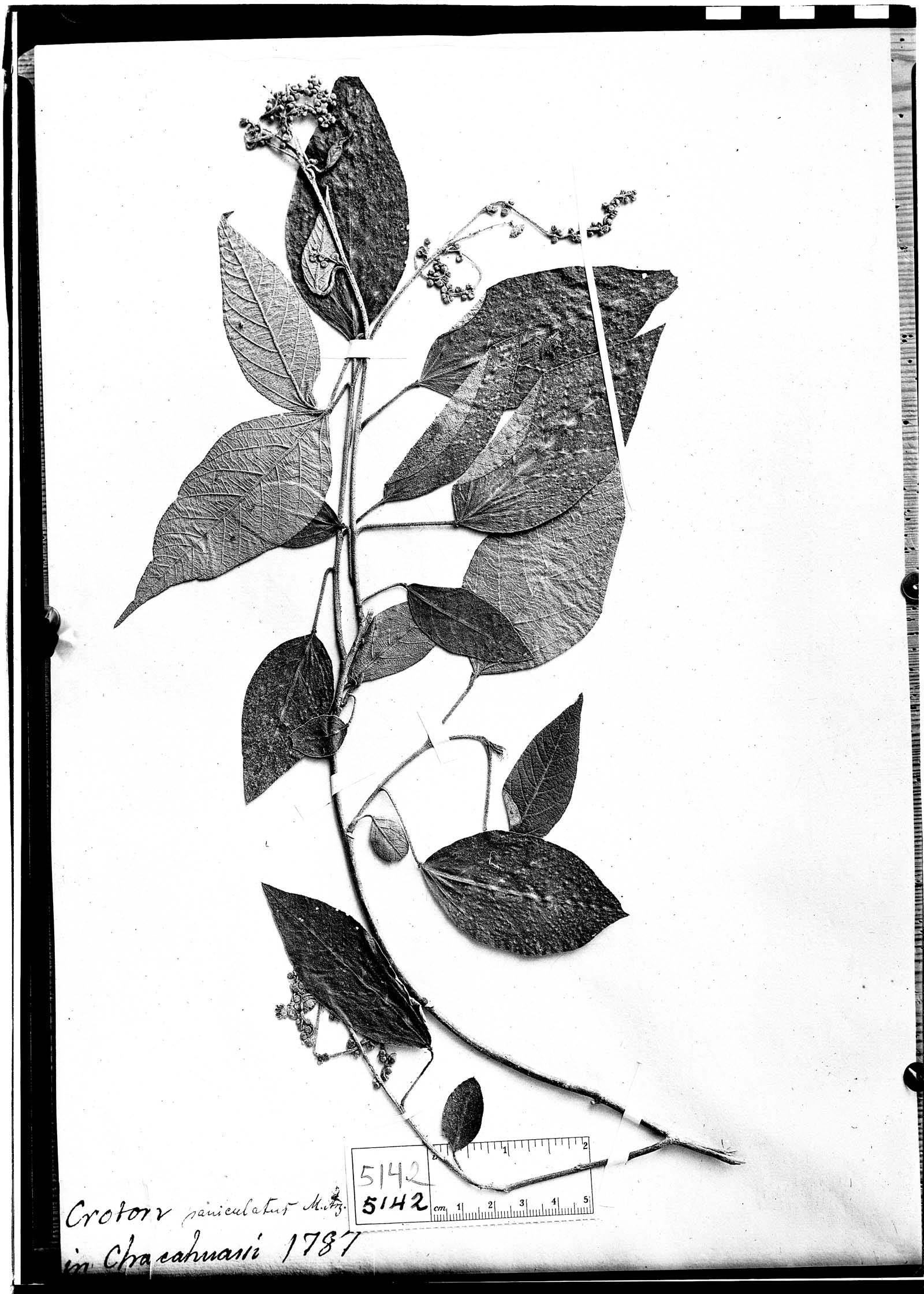 Croton paniculatus image