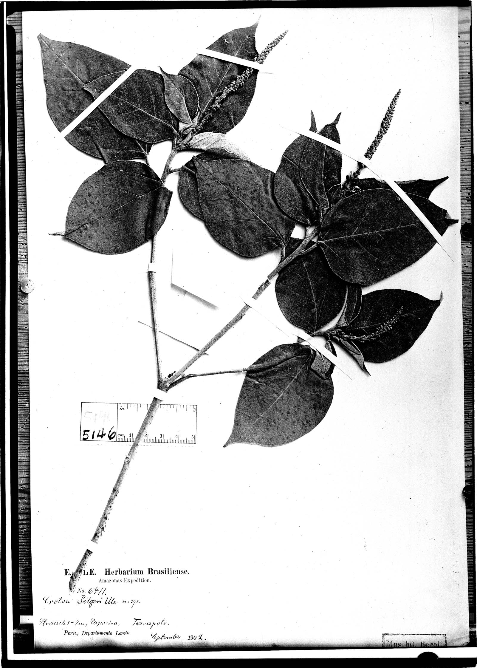 Croton pilgeri image