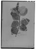 Croton pycnanthus image