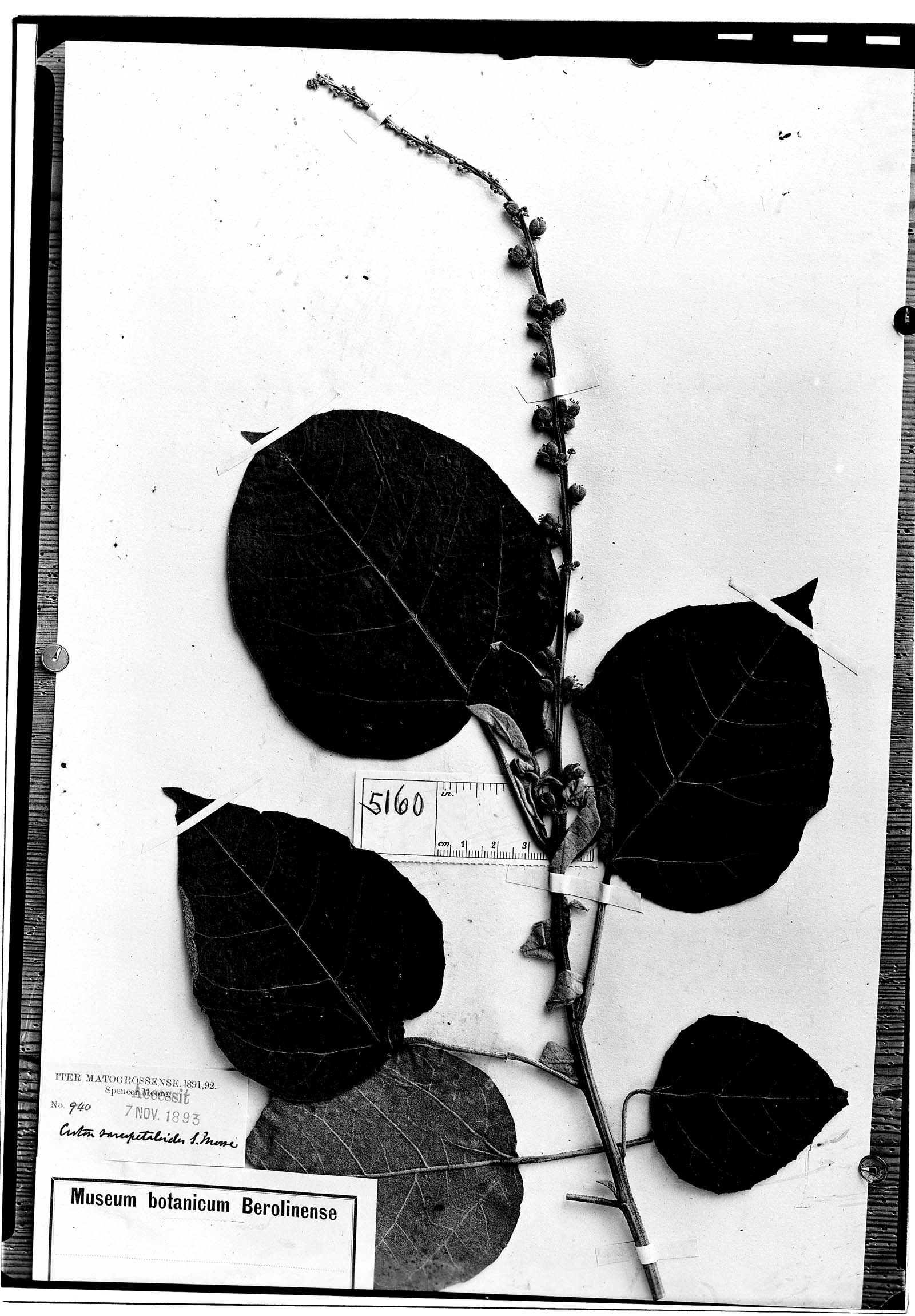 Croton sarcopetaloides image