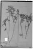 Croton siderophyllus image