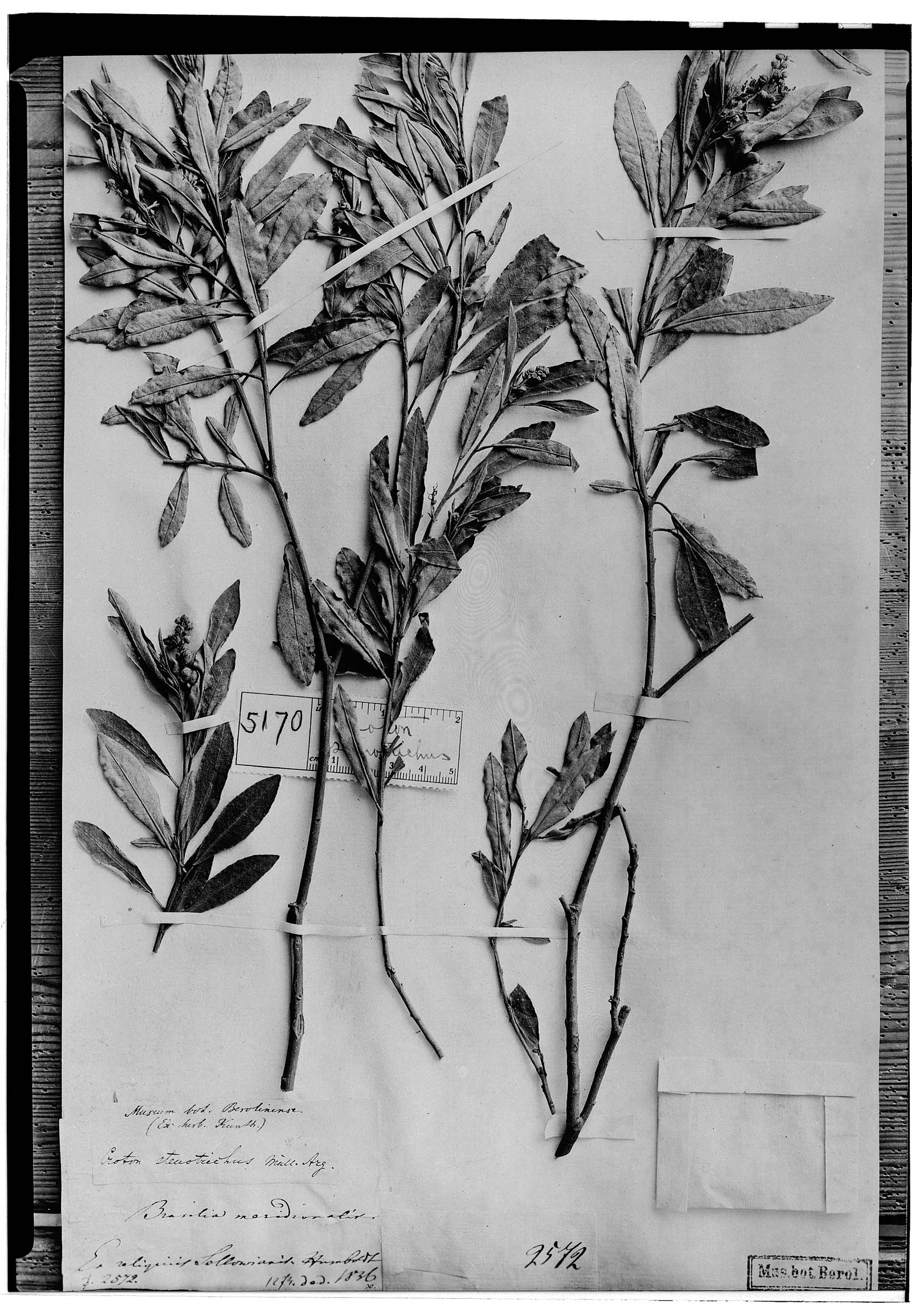 Croton stenotrichus image