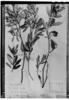 Croton stenotrichus image