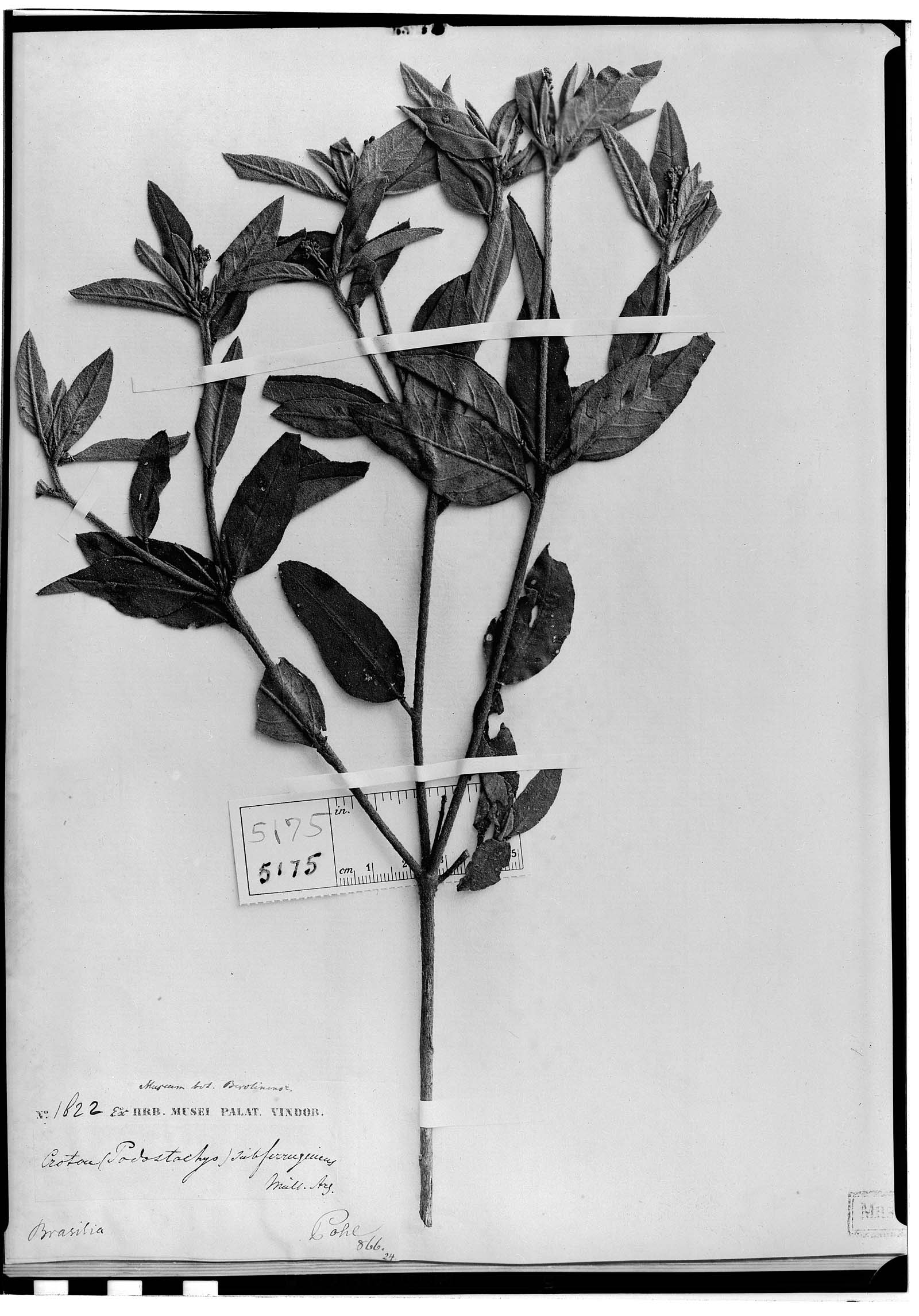 Croton subferrugineus image