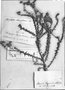 Heliophytum chenopodiaceum image