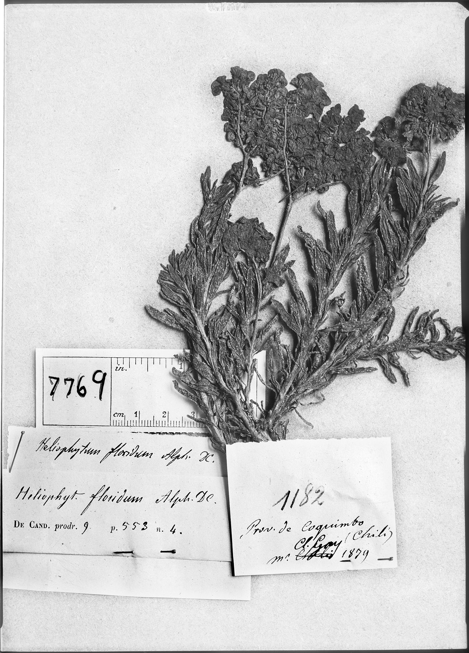 Heliophytum floridum image