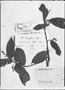 Tournefortia breviflora image