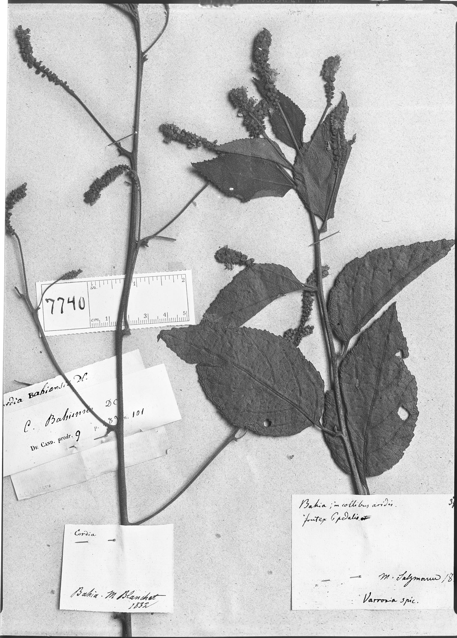 Cordiela in Botanic Eden main image 1
