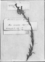 Lithospermum cinerascens image