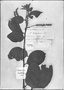 Varronia spinescens image