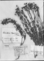 Calceolaria hypericina image