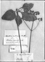 Calceolaria nudicaulis image