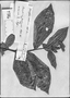 Brunfelsia bahiensis image