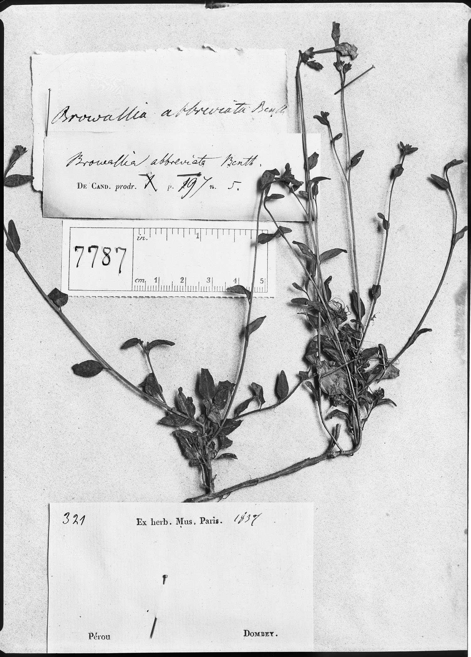 Browallia abbreviata image