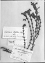 Euphrasia trifida image