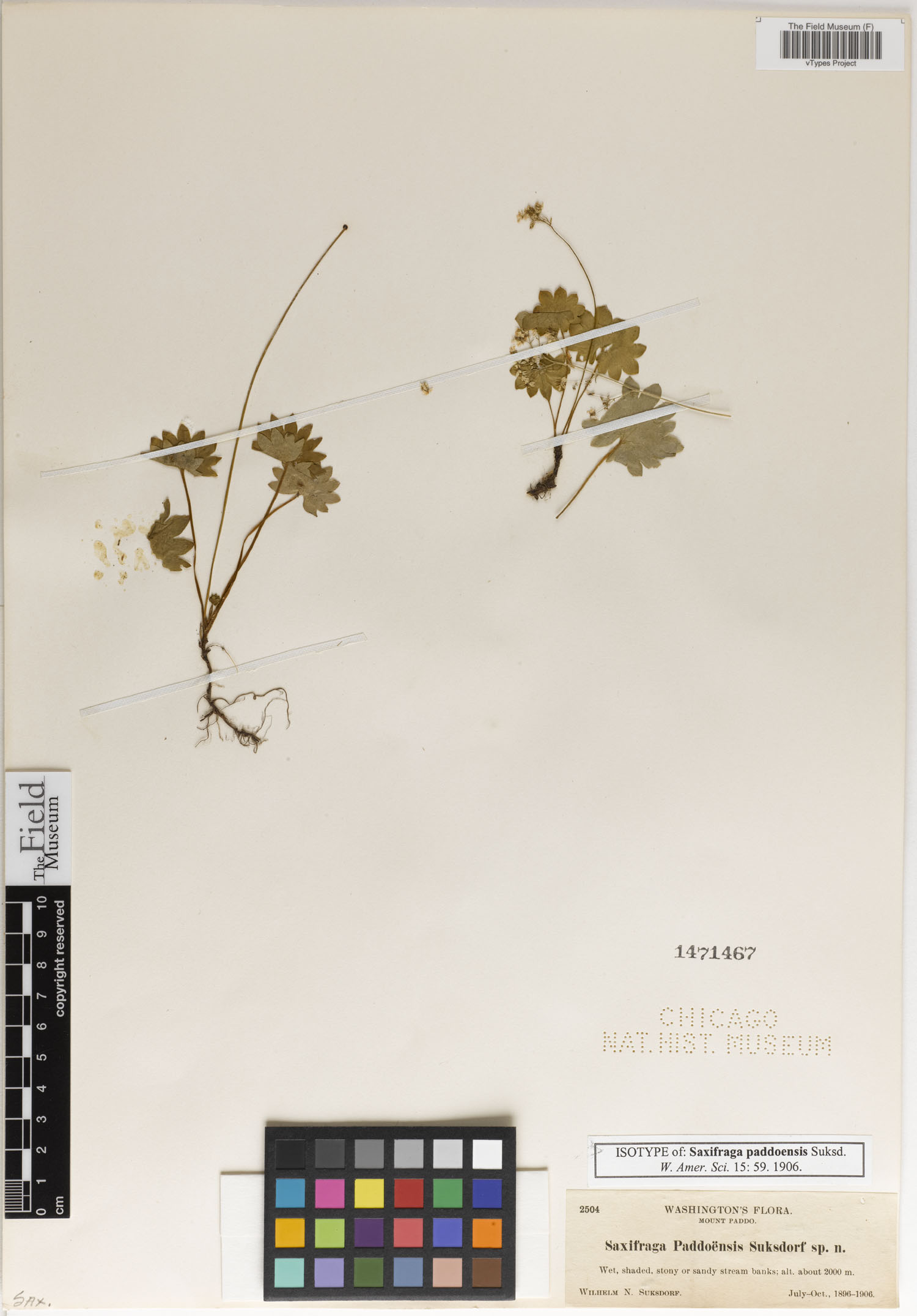 Micranthes nelsoniana subsp. nelsoniana image