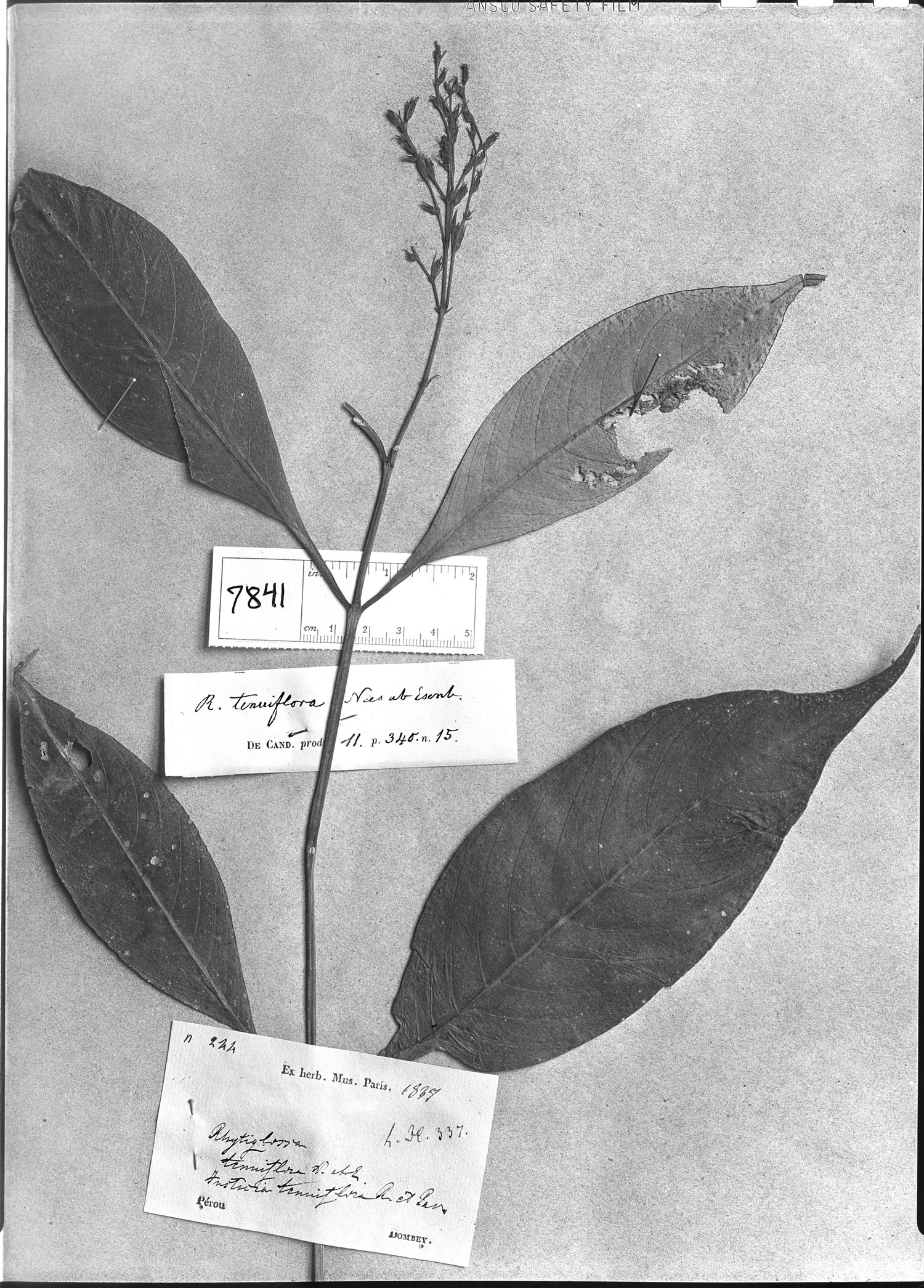 Rhytiglossa tenuiflora image