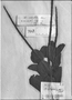 Stachytarpheta crassifolia image