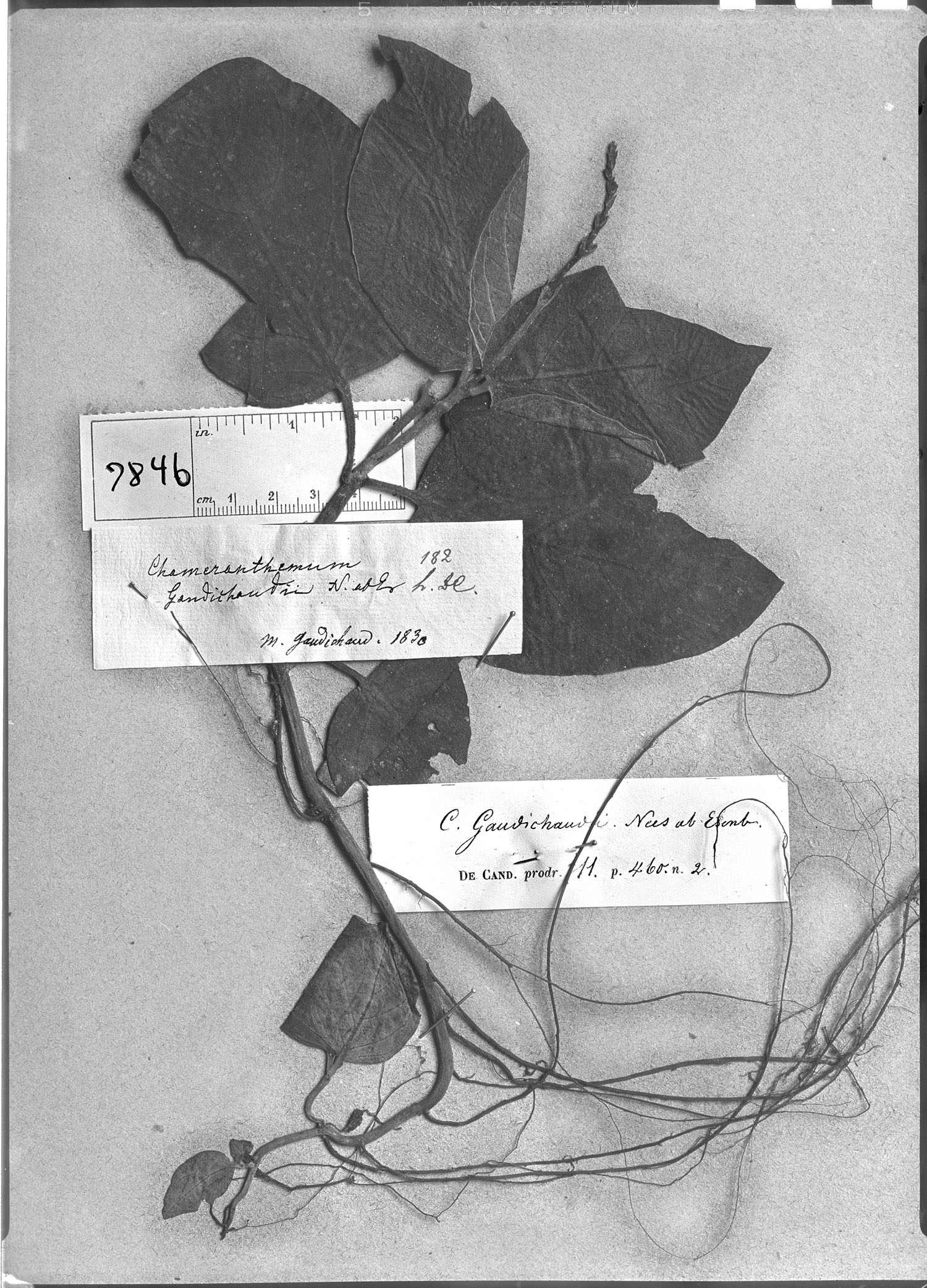 Chamaeranthemum beyrichii var. rotundifolium image