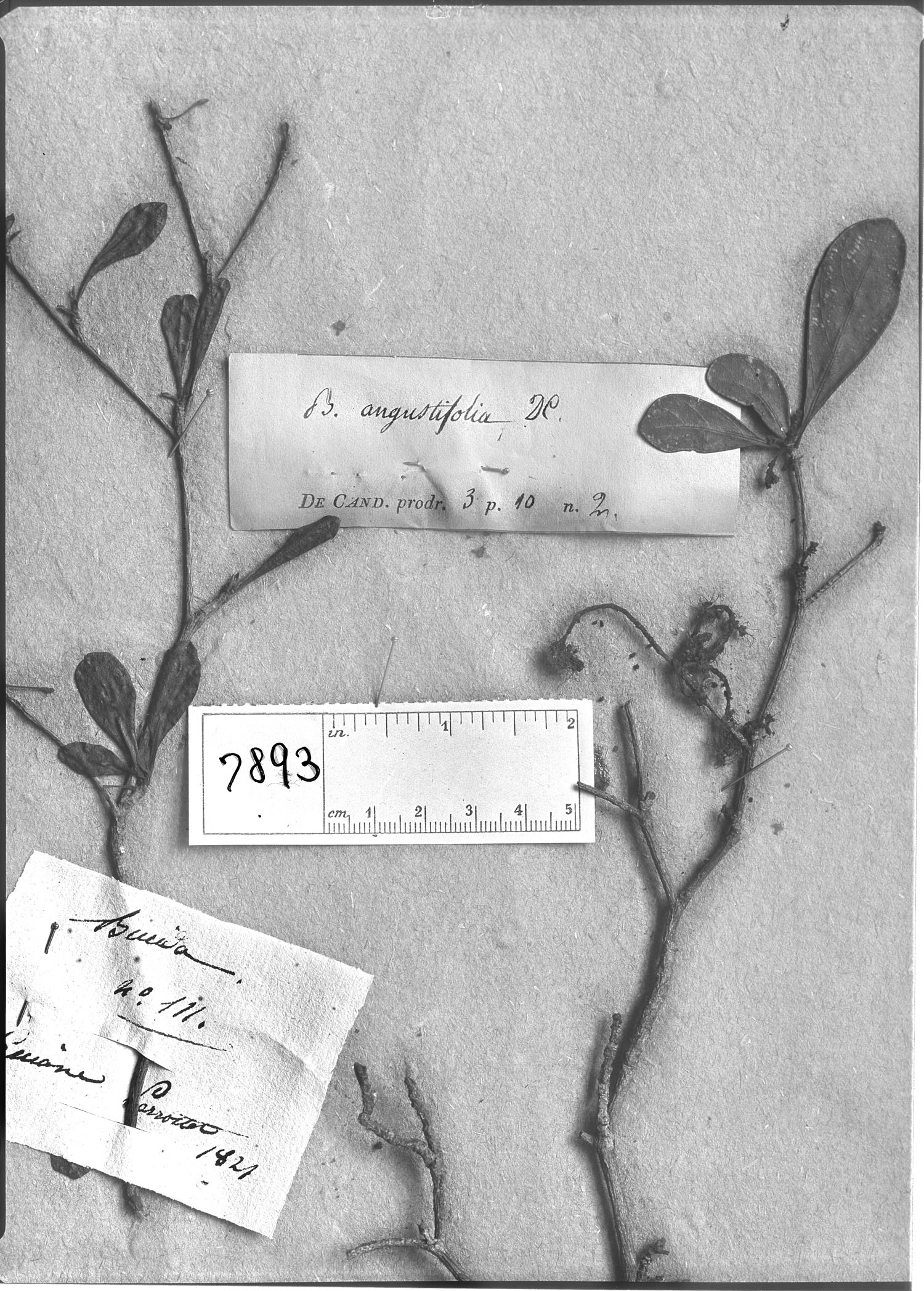 Bucida angustifolia image