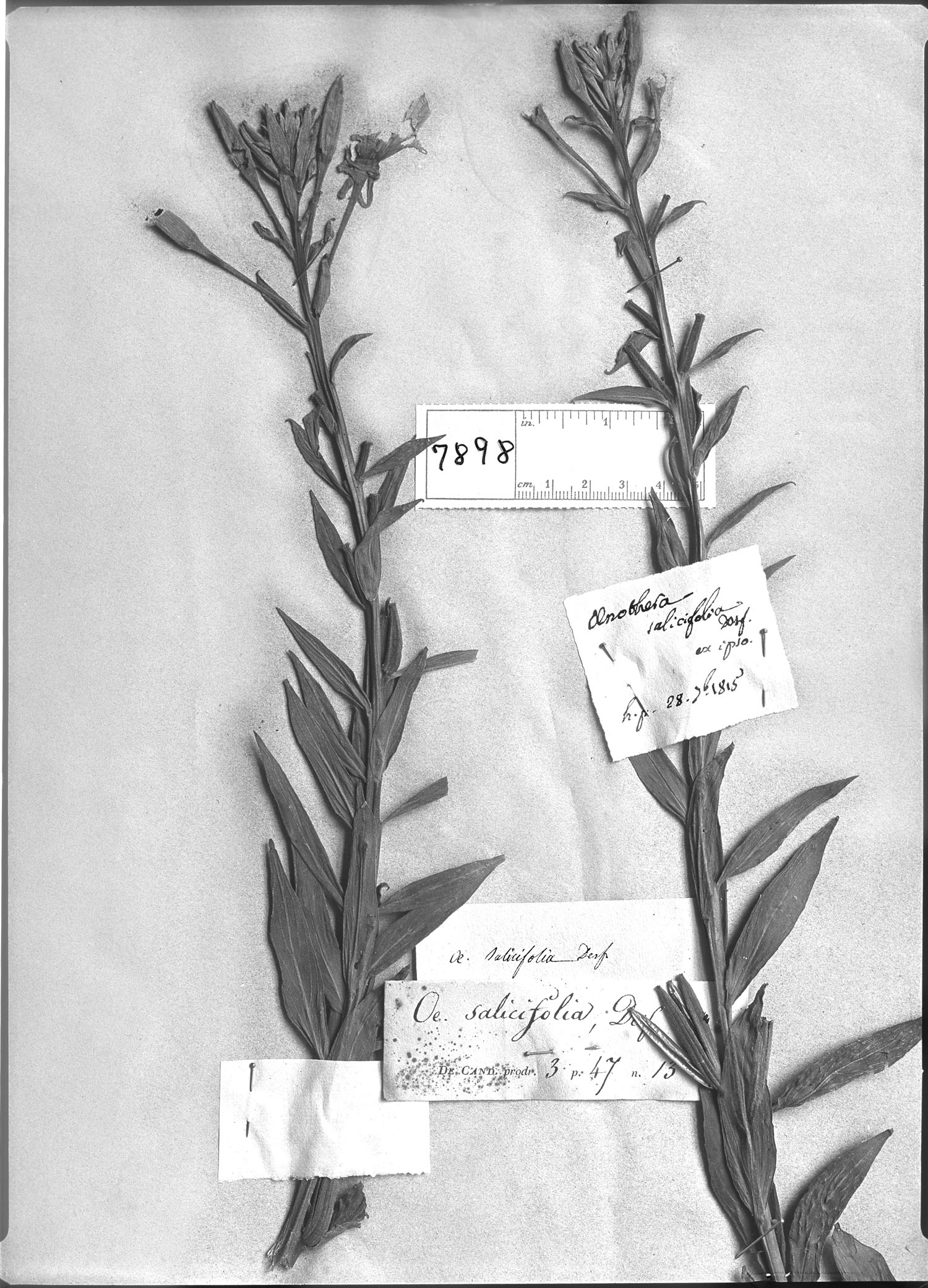 Oenothera salicifolia image