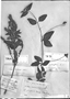 Aloysia salviifolia image