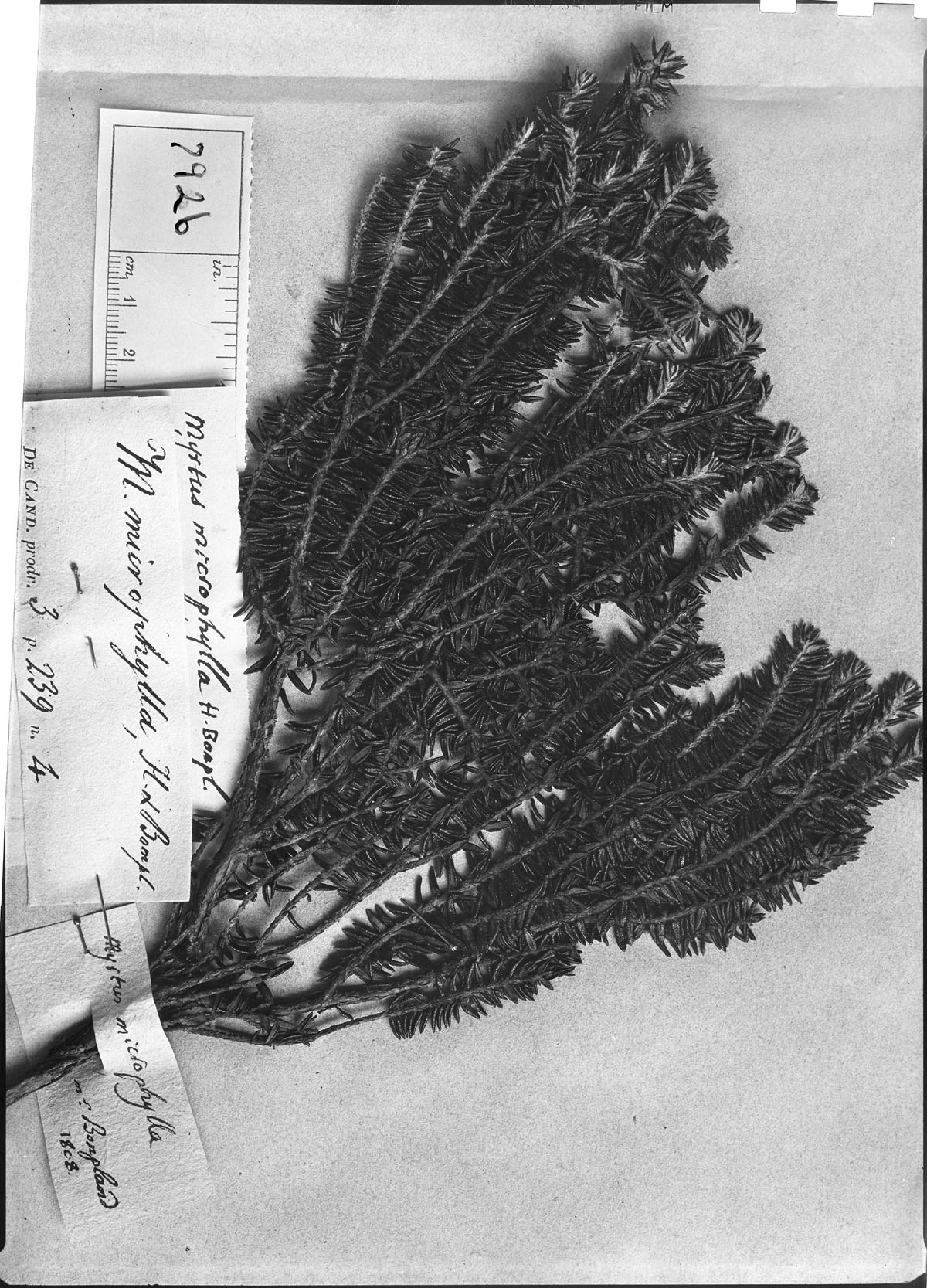 Myrtus microphylla image