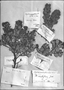 Myrtus multiflora image