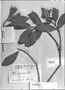 Huberia laurina image