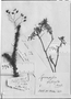Sauvagesia fruticosa image