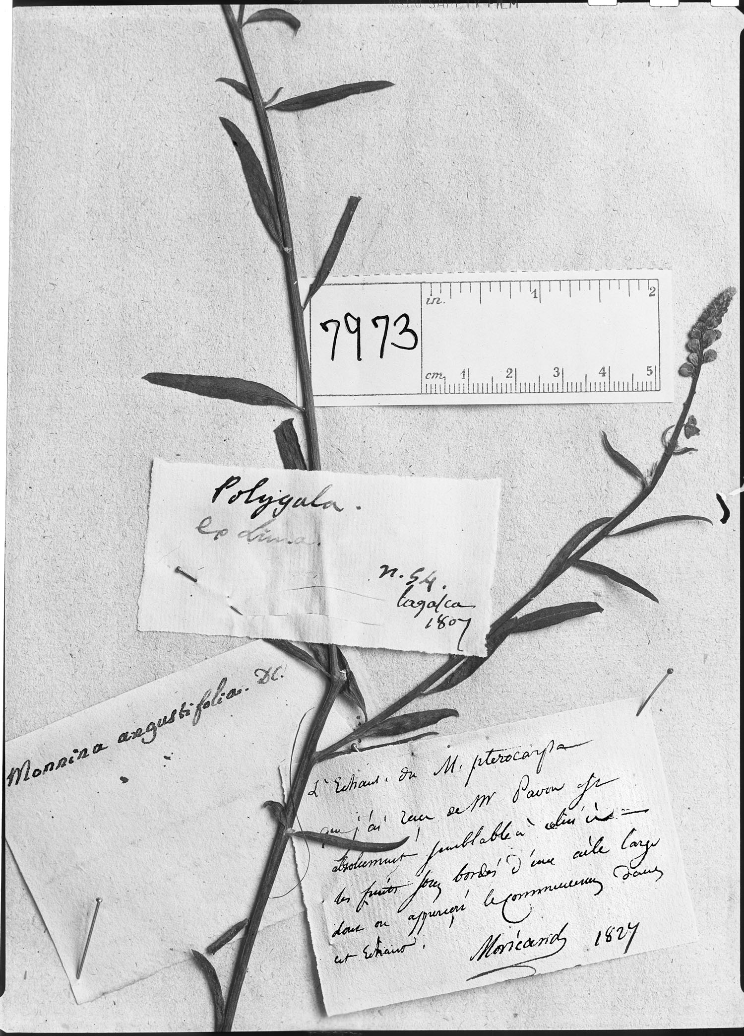 Monnina angustifolia image
