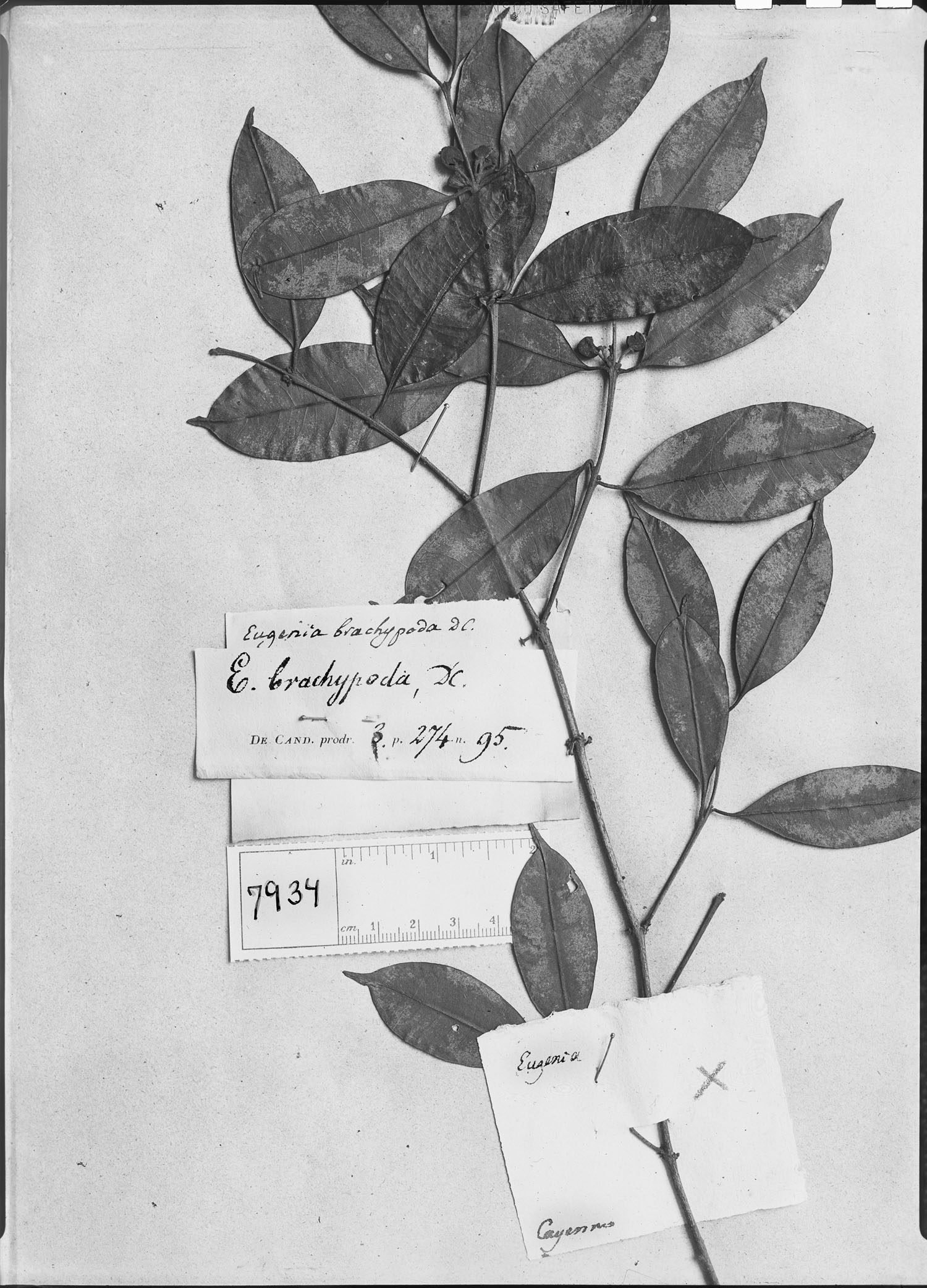 Eugenia ramiflora image