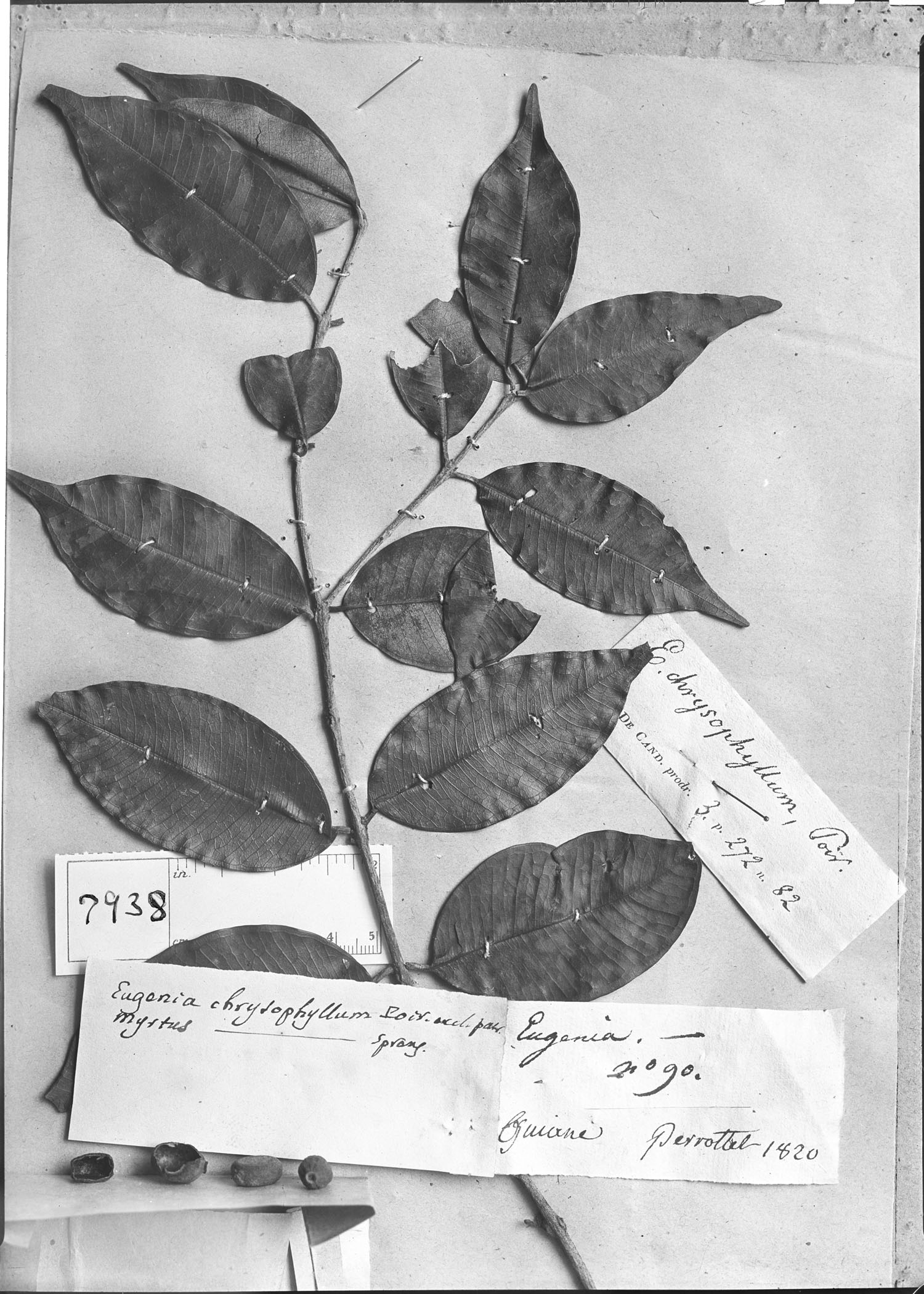 Eugenia chrysophyllum image