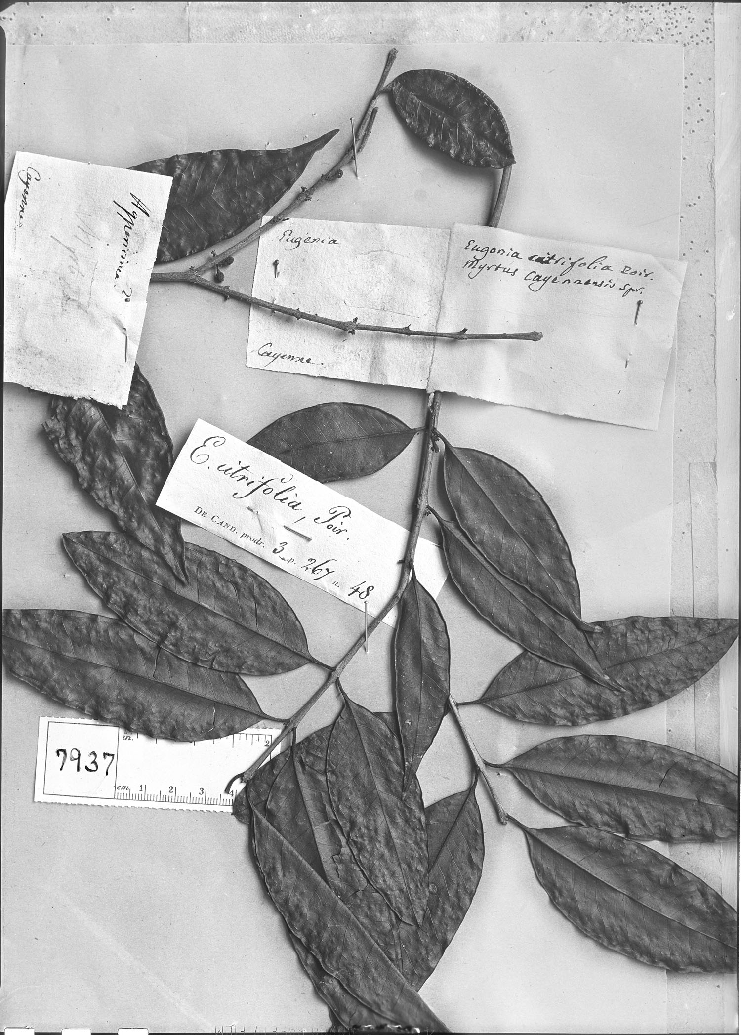 Eugenia citrifolia image