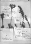 Paronychia chilensis image