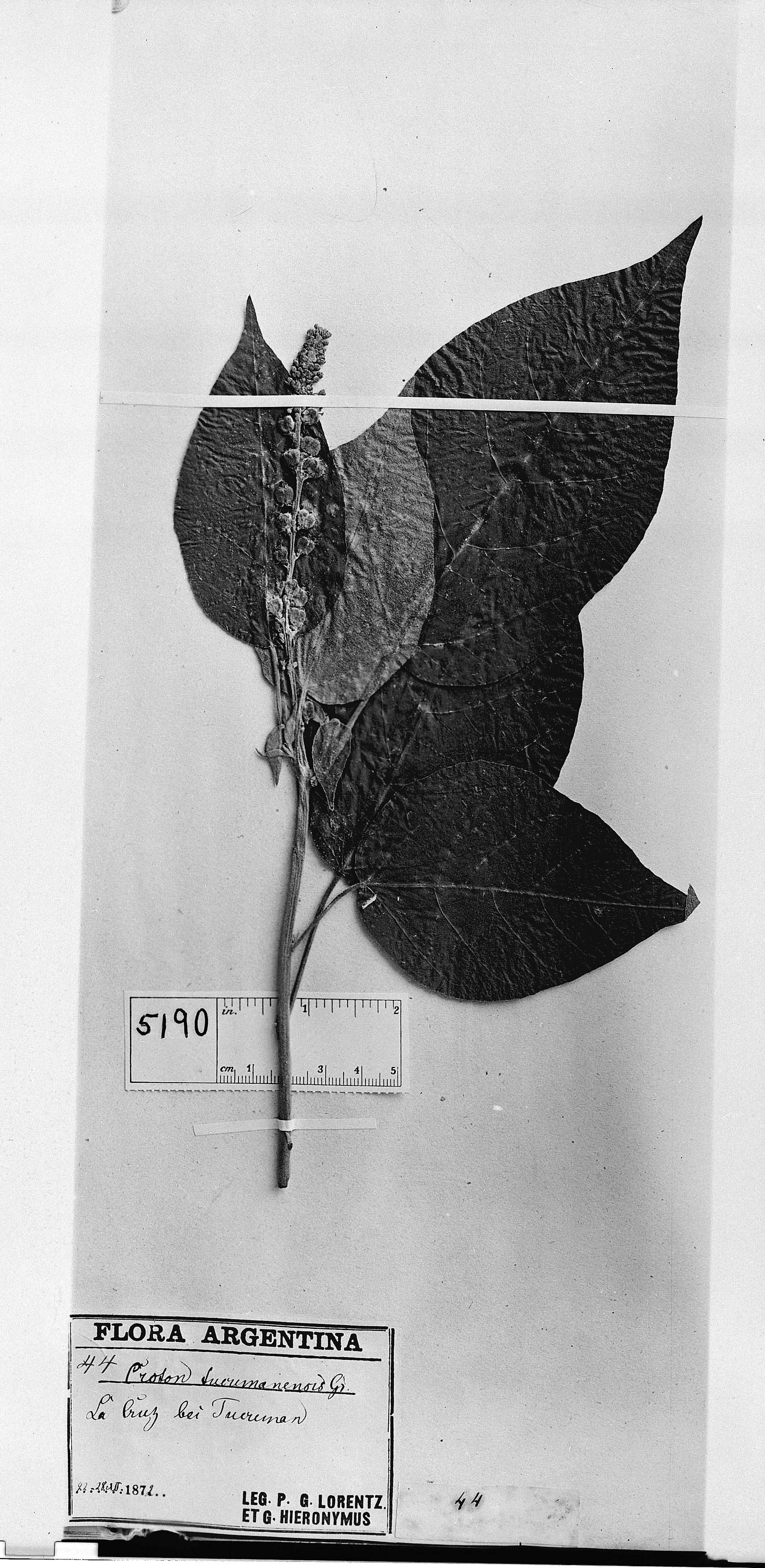 Croton tucumanensis image